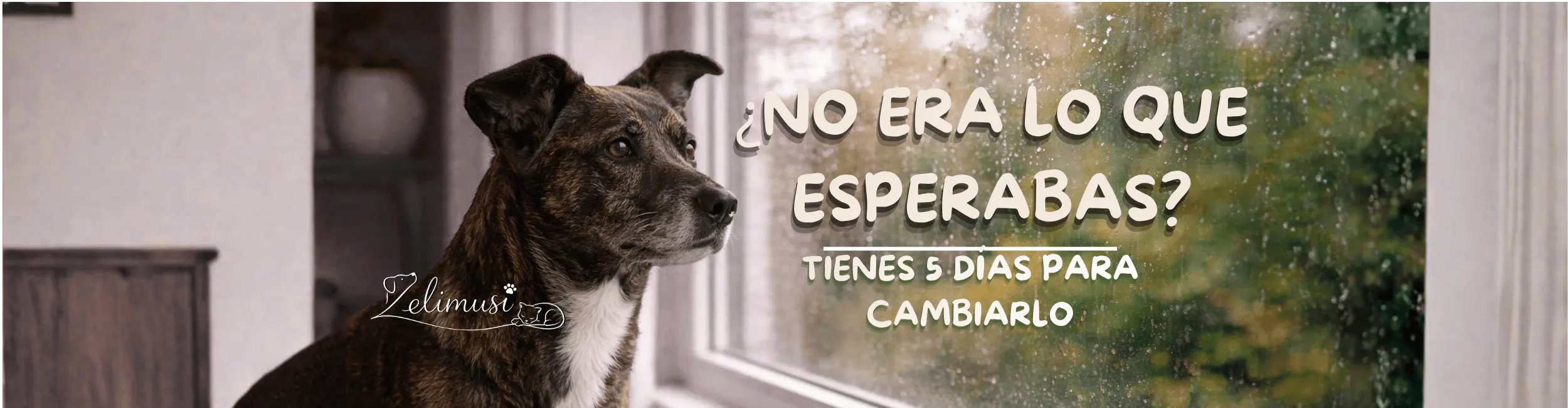 Banner de tienda online de mascotas con envíos nacionales